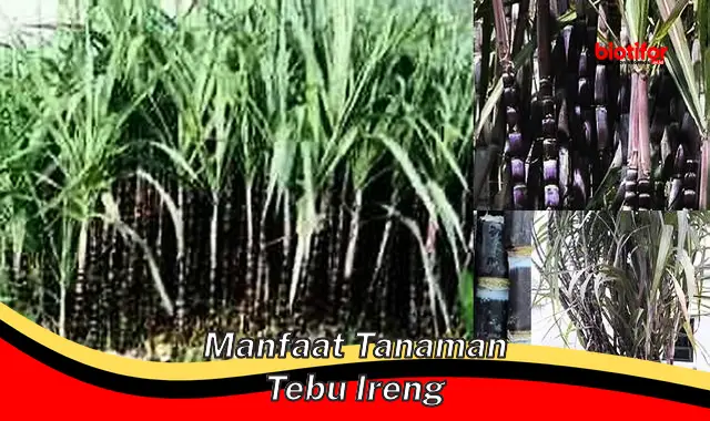 manfaat tanaman tebu ireng