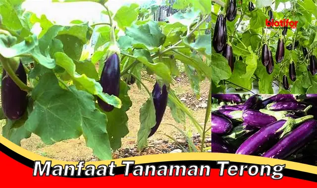 manfaat tanaman terong