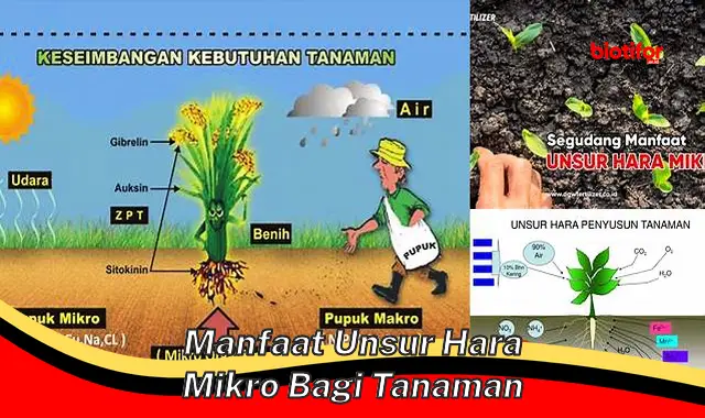 manfaat unsur hara mikro bagi tanaman