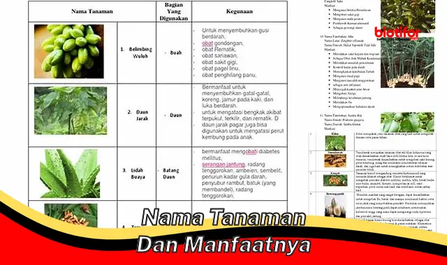 nama tanaman dan manfaatnya