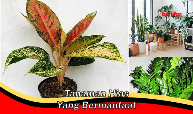 tanaman hias yang bermanfaat