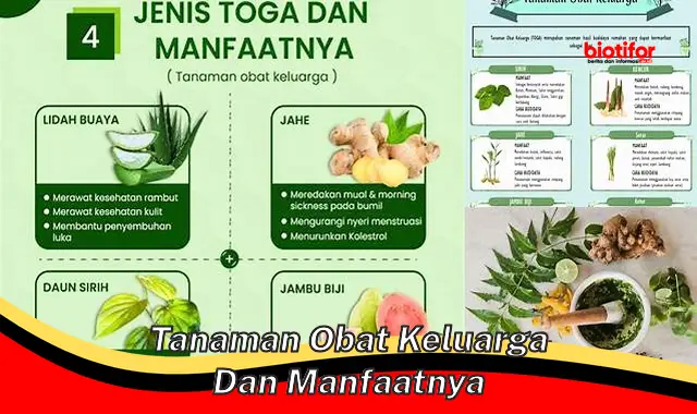 tanaman obat keluarga dan manfaatnya