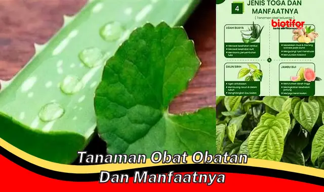 tanaman obat obatan dan manfaatnya