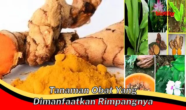 tanaman obat yang dimanfaatkan rimpangnya