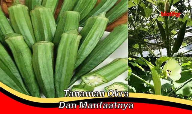 tanaman okra dan manfaatnya