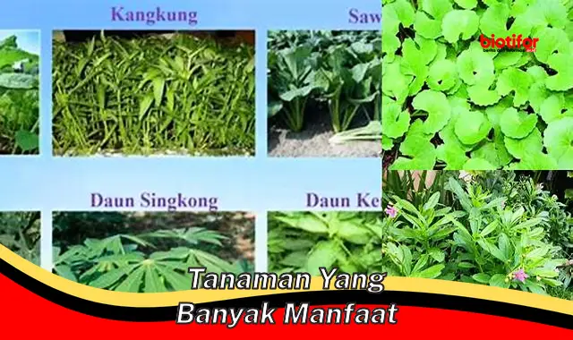 tanaman yang banyak manfaat