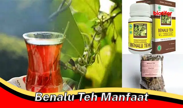 benalu teh manfaat