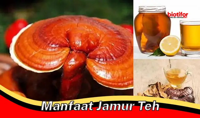 Temukan Manfaat Jamur Teh yang Perlu Anda Tahu