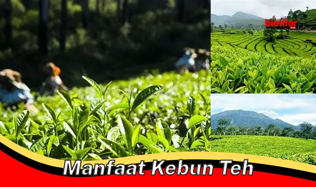 manfaat kebun teh