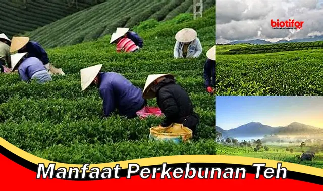 manfaat perkebunan teh