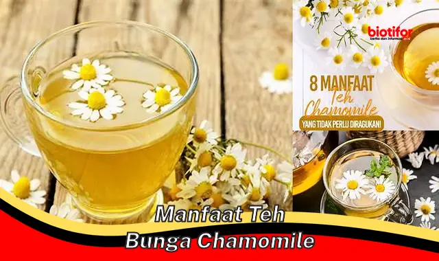 manfaat teh bunga chamomile