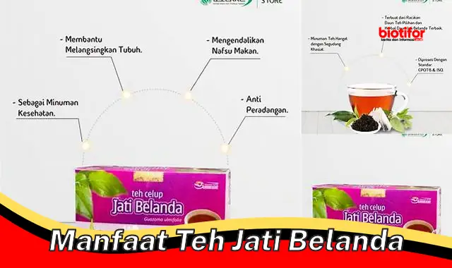 manfaat teh jati belanda