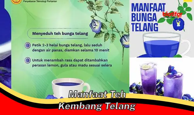 manfaat teh kembang telang