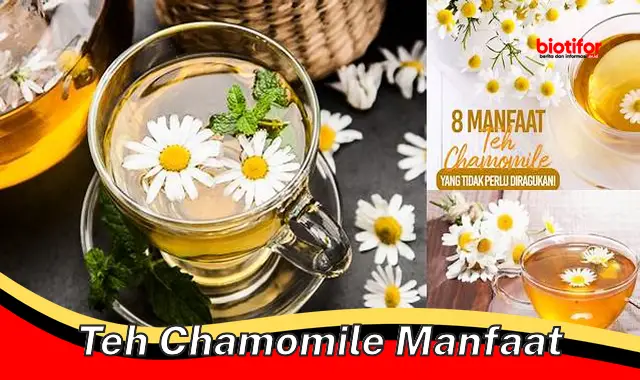 teh chamomile manfaat