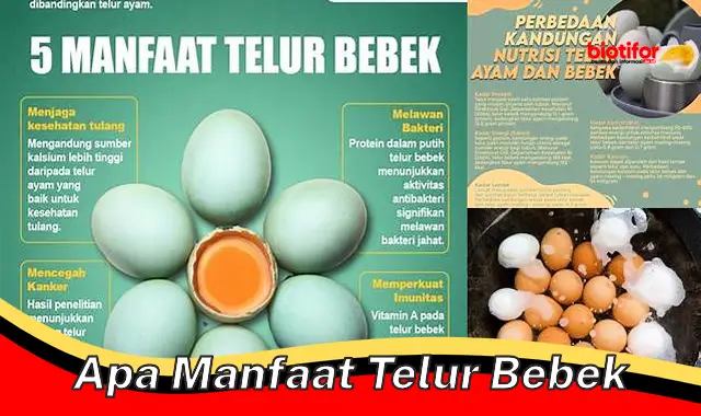 apa manfaat telur bebek