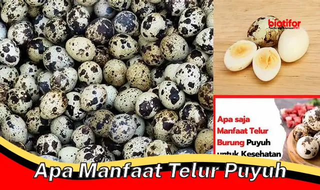 apa manfaat telur puyuh