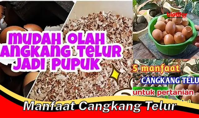 manfaat cangkang telur