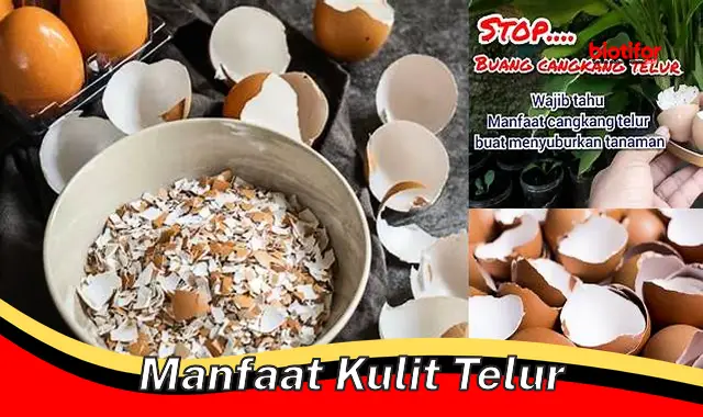 manfaat kulit telur