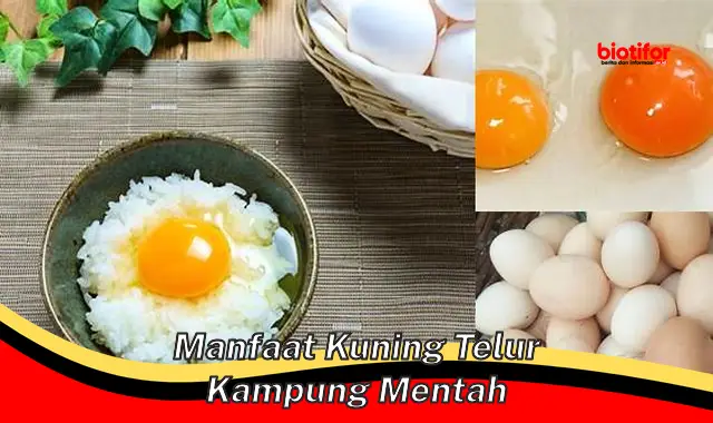 manfaat kuning telur kampung mentah