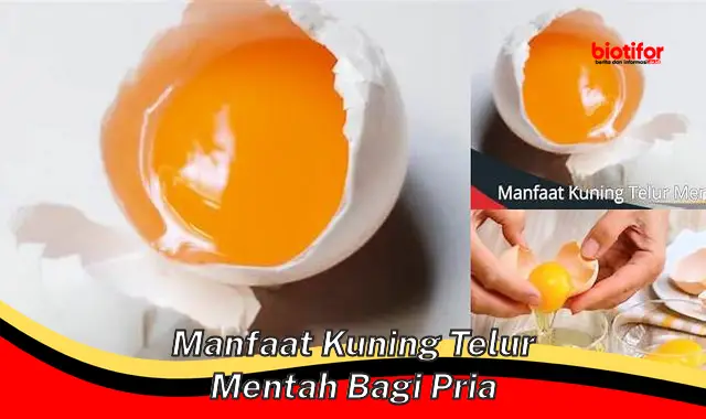 manfaat kuning telur mentah bagi pria