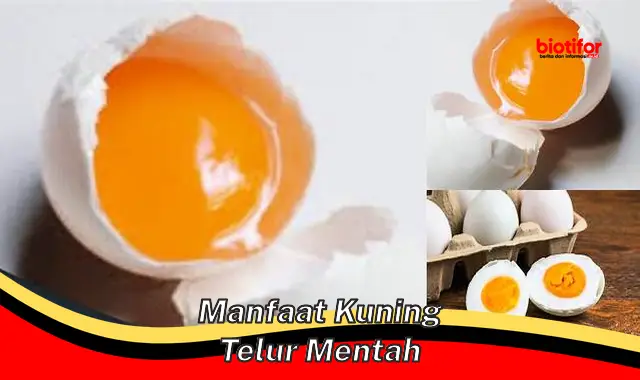 manfaat kuning telur mentah