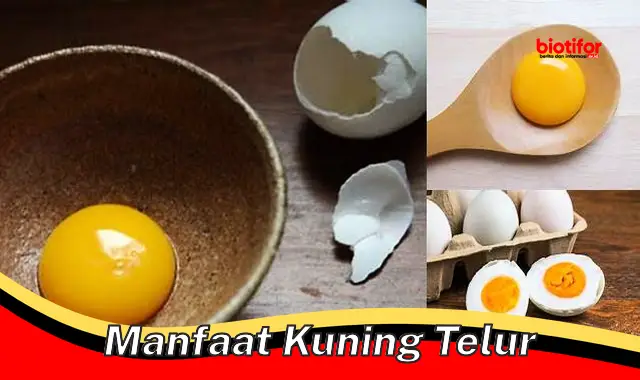 manfaat kuning telur