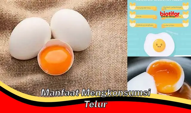 manfaat mengkonsumsi telur