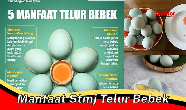 manfaat stmj telur bebek
