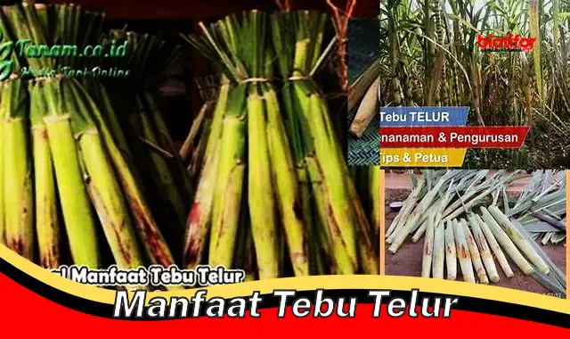 manfaat tebu telur