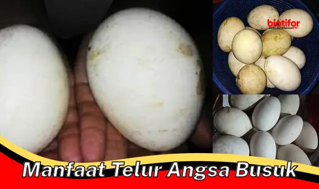 manfaat telur angsa busuk