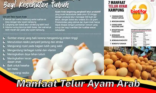 manfaat telur ayam arab