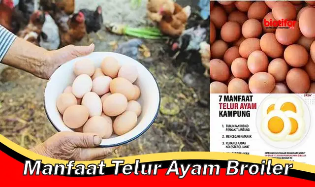 manfaat telur ayam broiler