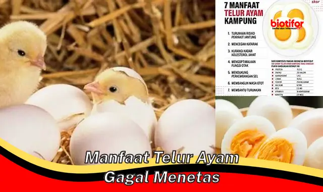 manfaat telur ayam gagal menetas