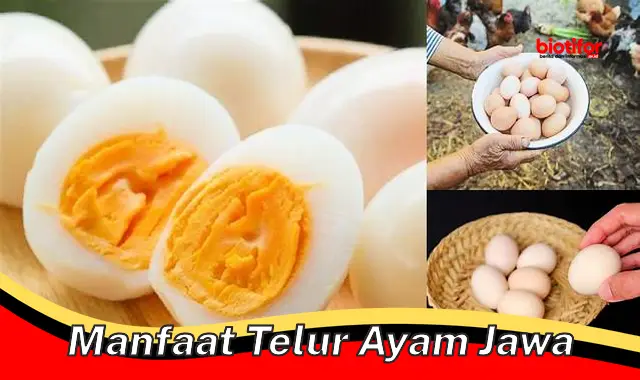 manfaat telur ayam jawa