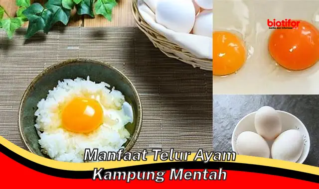 manfaat telur ayam kampung mentah