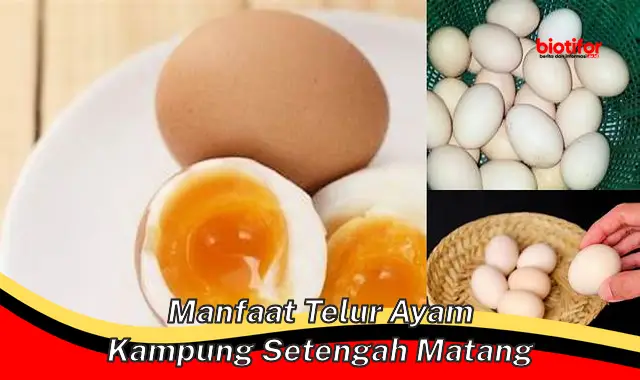 manfaat telur ayam kampung setengah matang