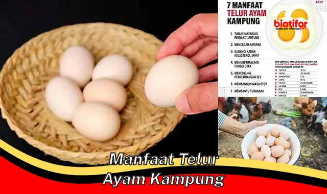 manfaat telur ayam kampung