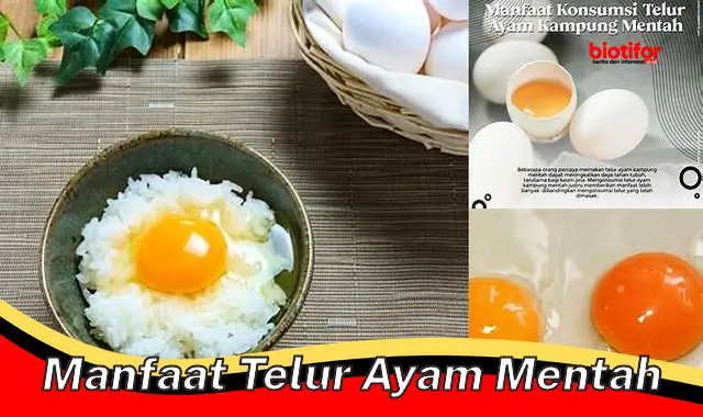 manfaat telur ayam mentah