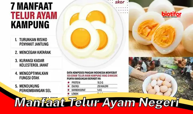 manfaat telur ayam negeri