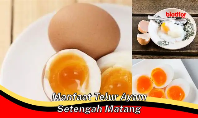 manfaat telur ayam setengah matang