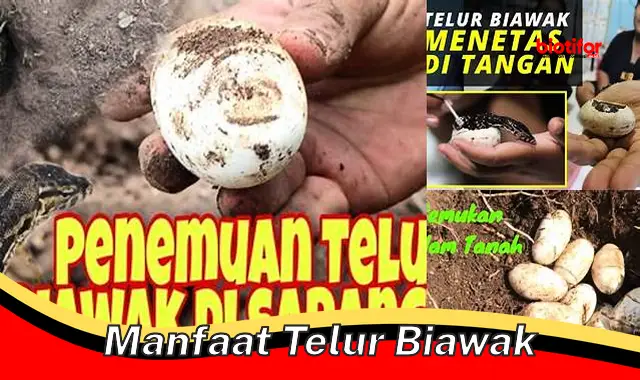 manfaat telur biawak