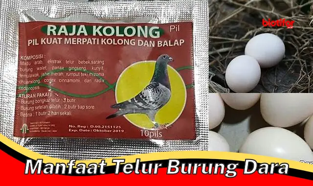 manfaat telur burung dara