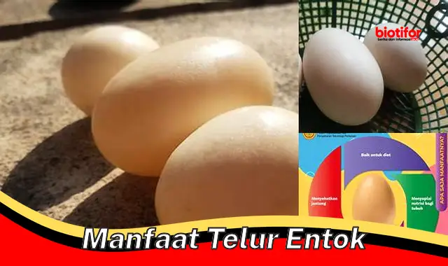 manfaat telur entok