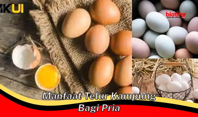 manfaat telur kampung bagi pria