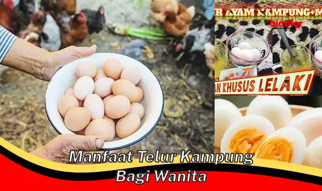 manfaat telur kampung bagi wanita