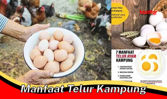 manfaat telur kampung