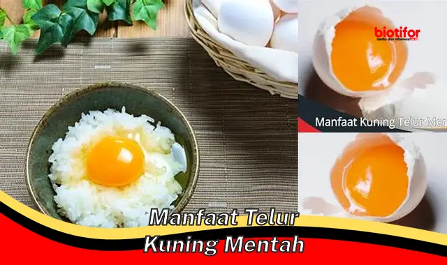 manfaat telur kuning mentah