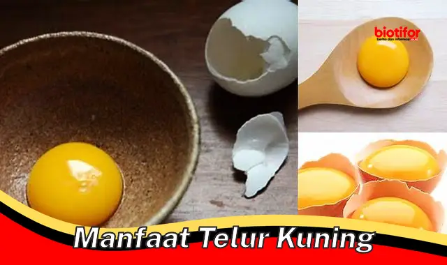 manfaat telur kuning