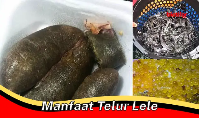 manfaat telur lele