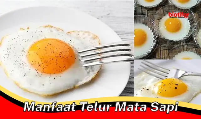 manfaat telur mata sapi